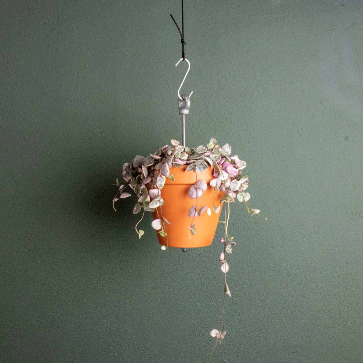 Bolty ¨C Hanging planter system for plant pots