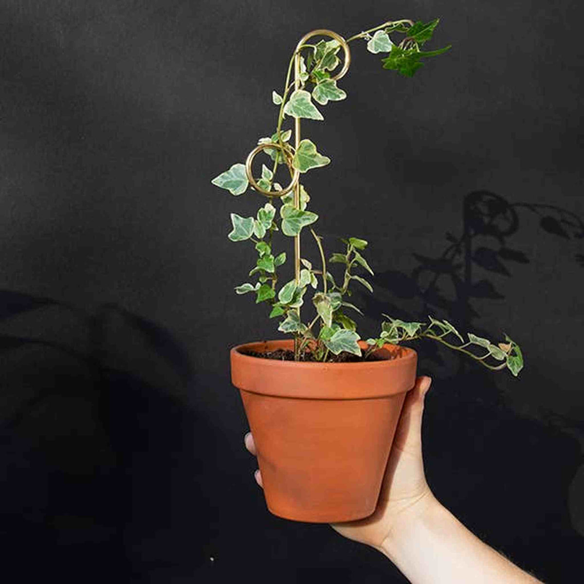 Set of 4 Mini Plant Stakes: Black