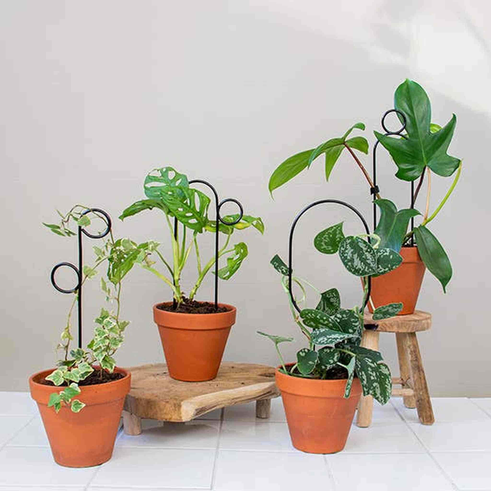 Set of 4 Mini Plant Stakes: Black