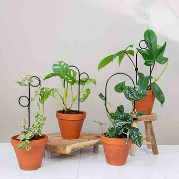 Set of 4 Mini Plant Stakes: Black