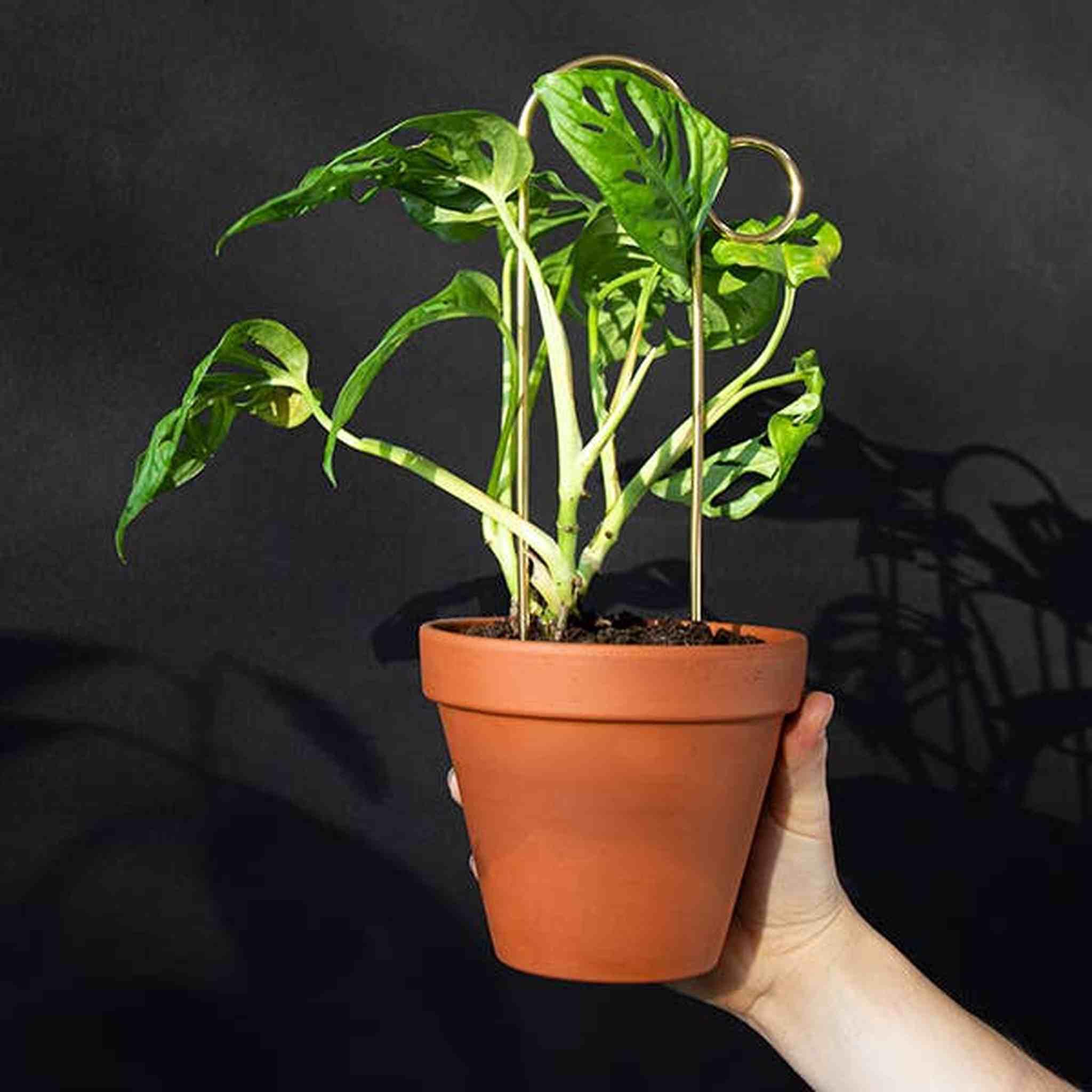 Set of 4 Mini Plant Stakes: Black