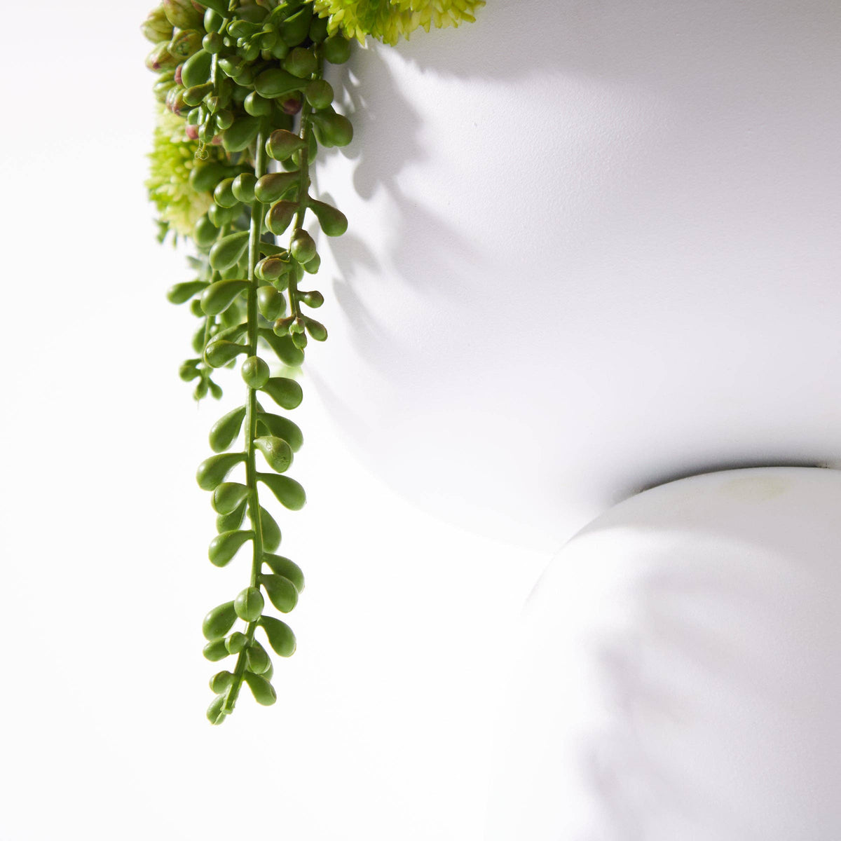 Elevate Sedum Green-White