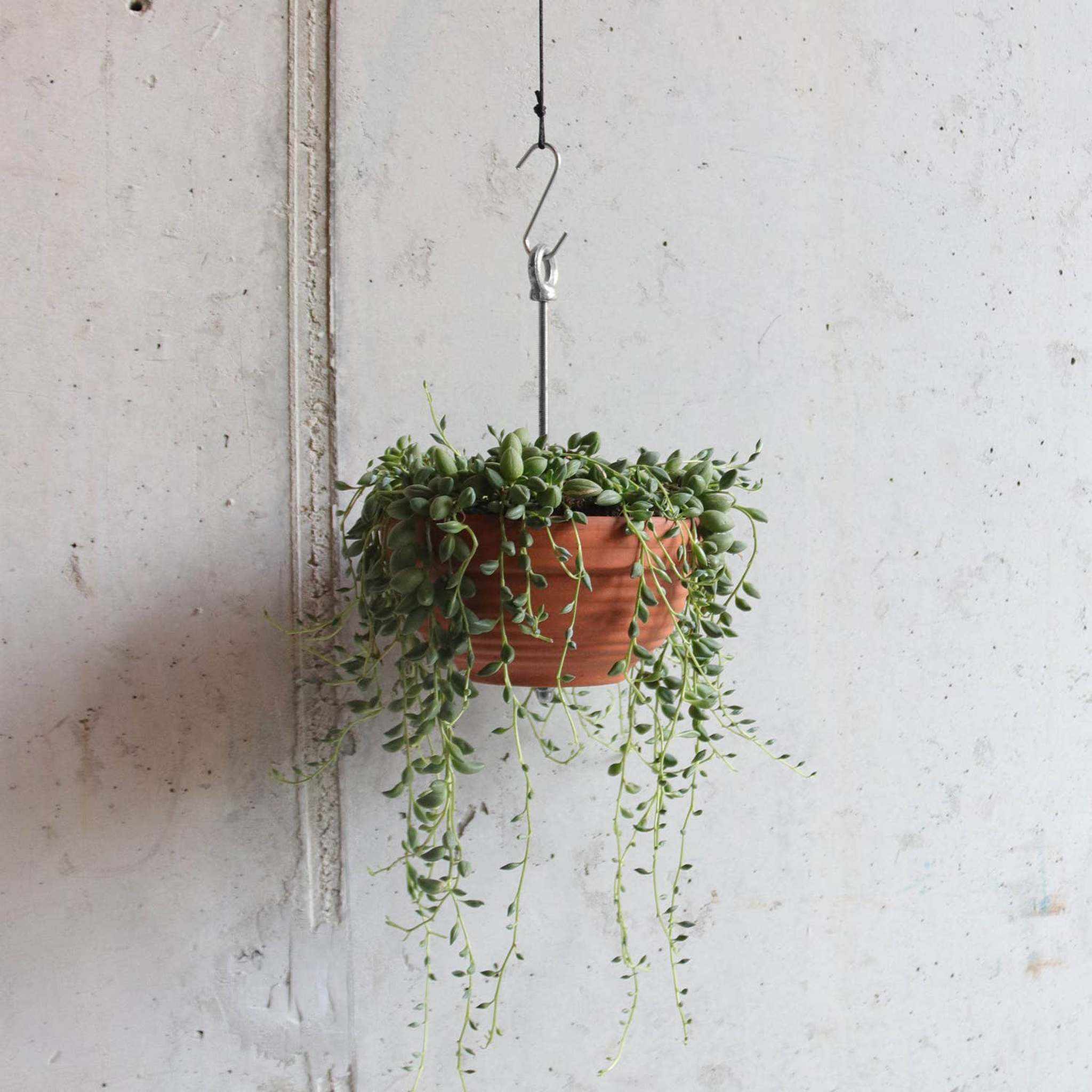 Bolty ¨C Hanging planter system for plant pots