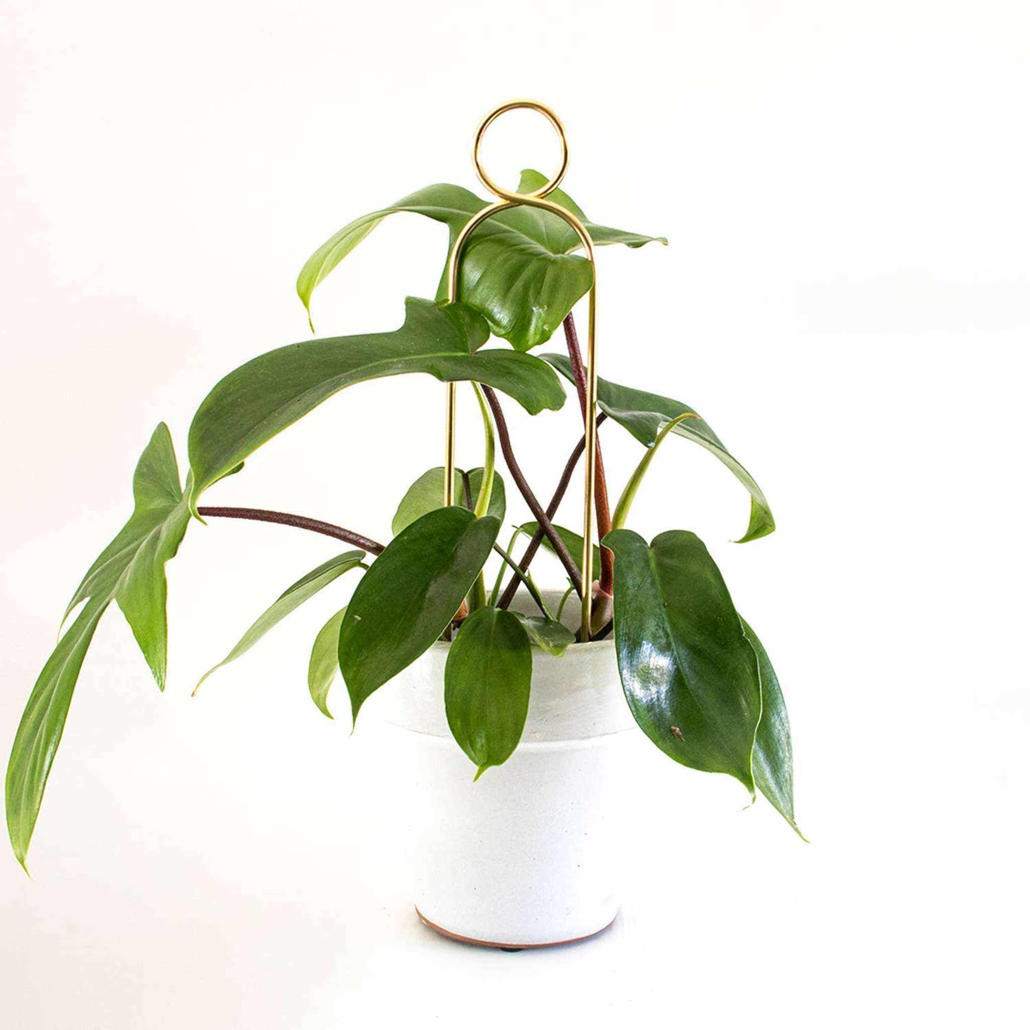 Gold Mini Plant Stake - Decorative Houseplant Support | Pompom Design