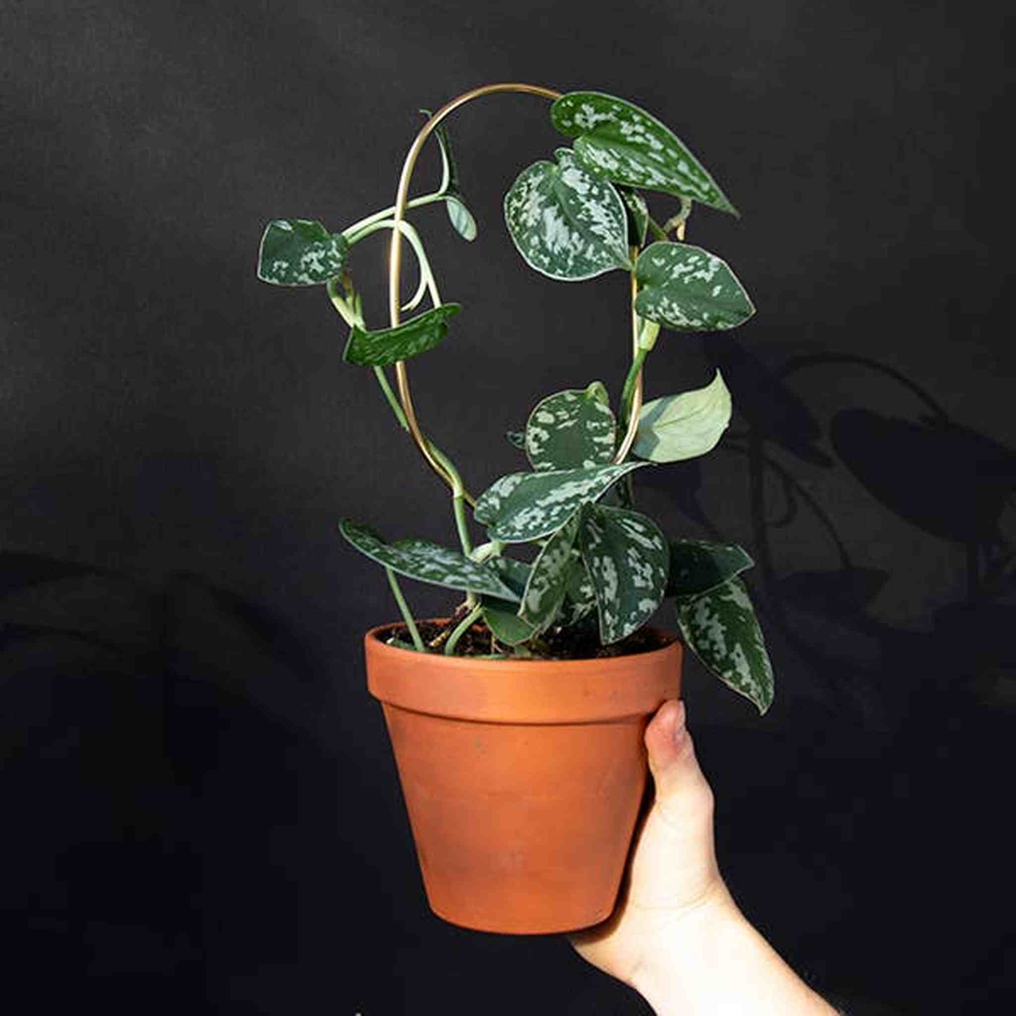 Set of 4 Mini Plant Stakes: Black