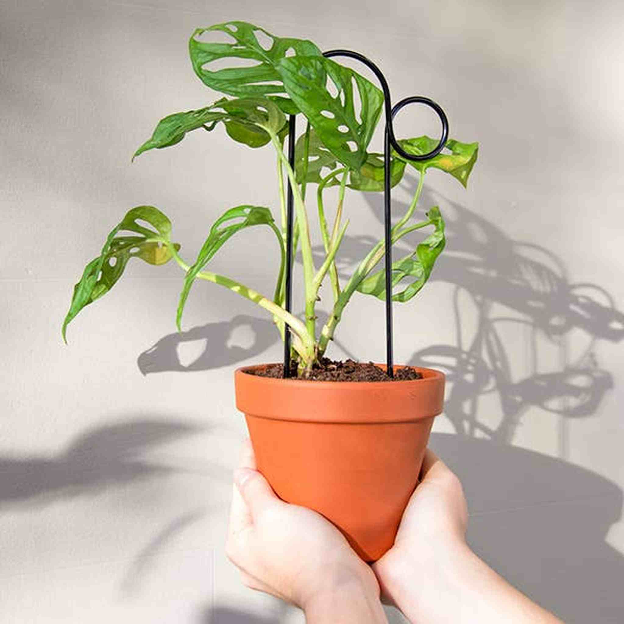 Set of 4 Mini Plant Stakes: Black