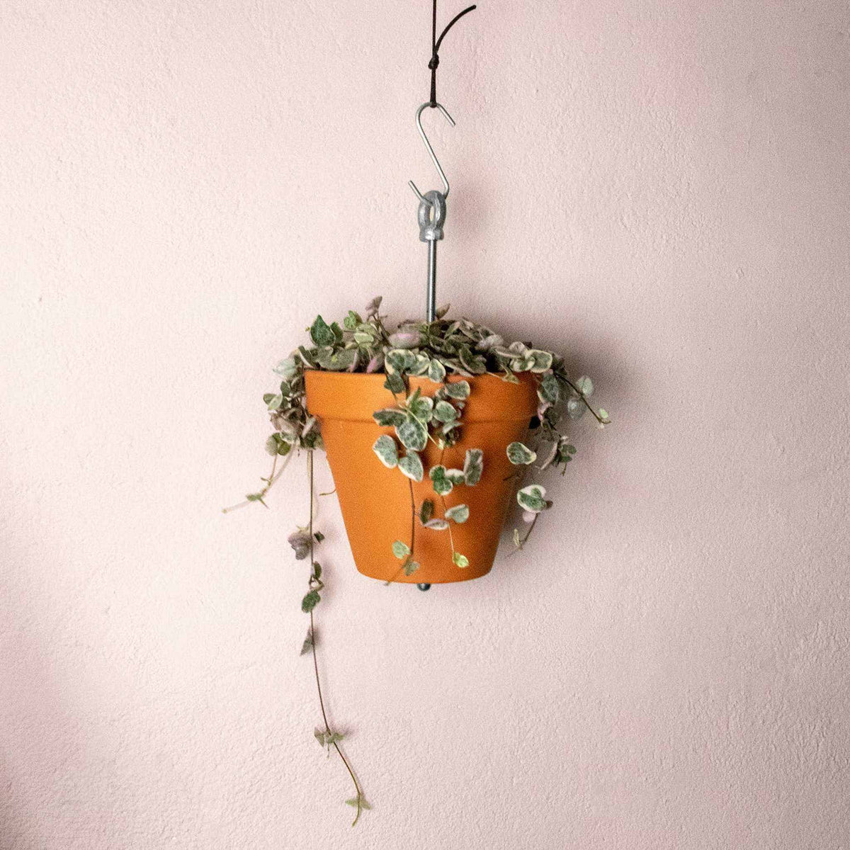 Bolty ¨C Hanging planter system for plant pots