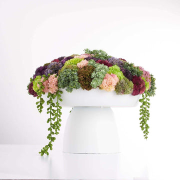 Elevate Sedum-Wide