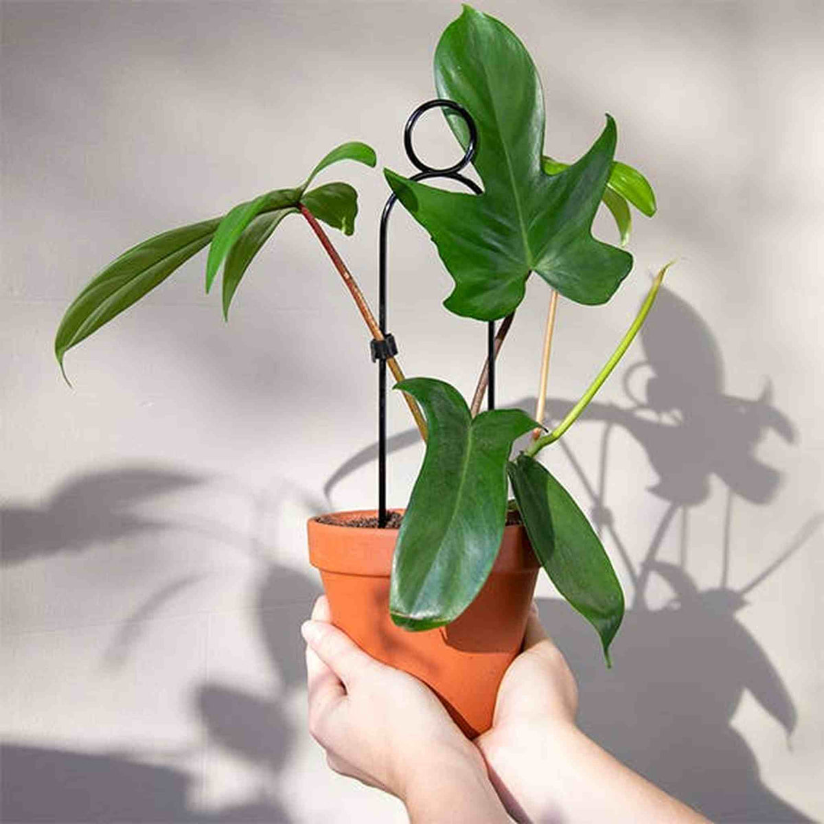 Set of 4 Mini Plant Stakes: Black