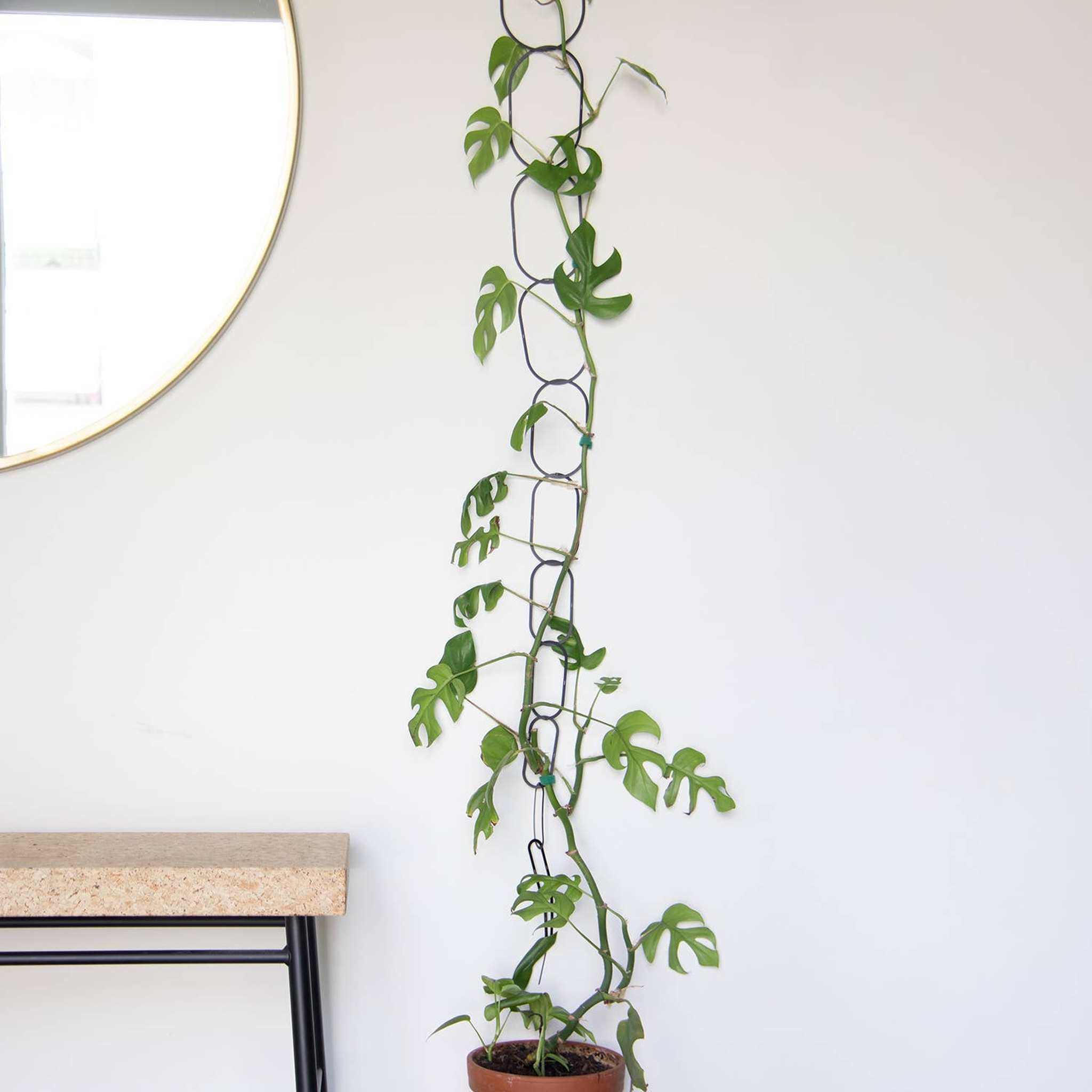 Black Brass Chain - Plant Support for climbing plants