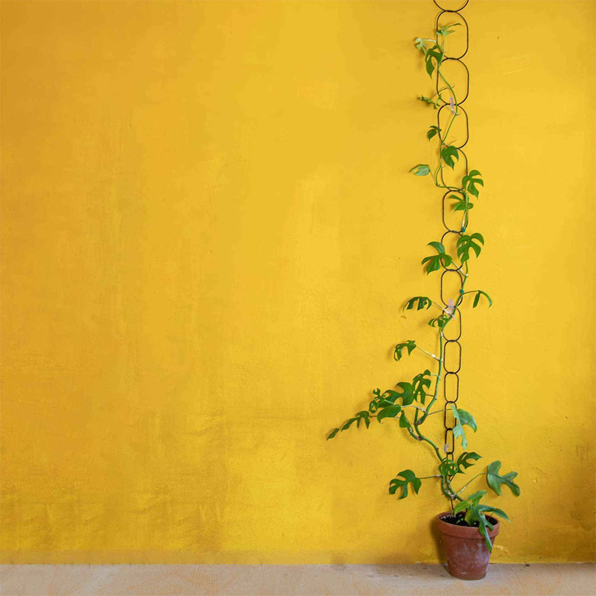 Black Brass Chain - Plant Support for climbing plants