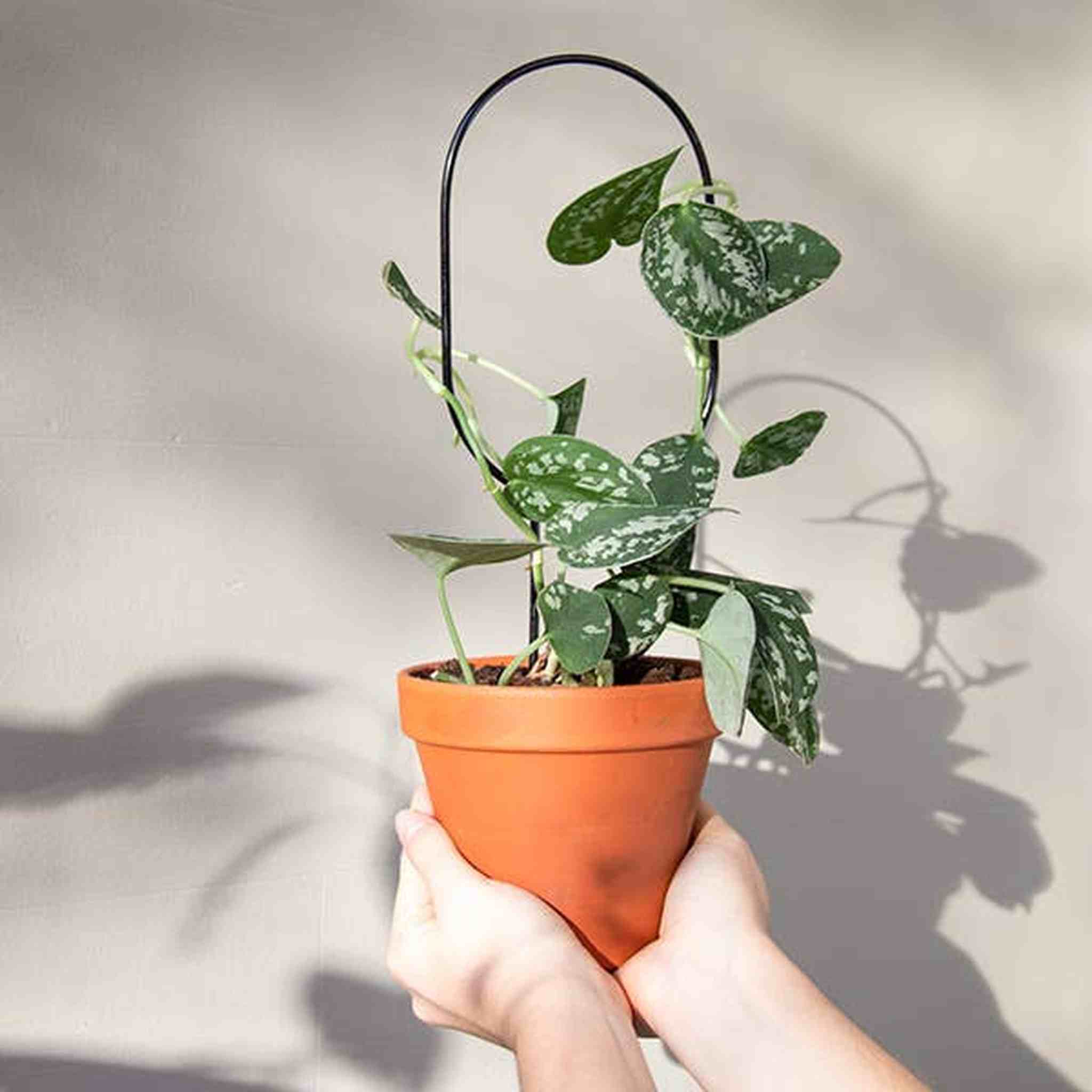 Set of 4 Mini Plant Stakes: Black