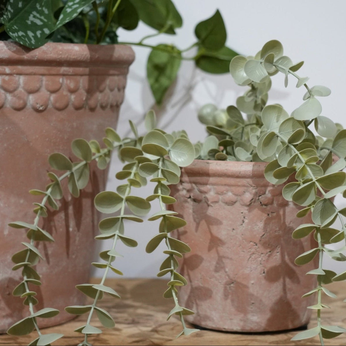 French Terracotta Planter with Scalloped Rim