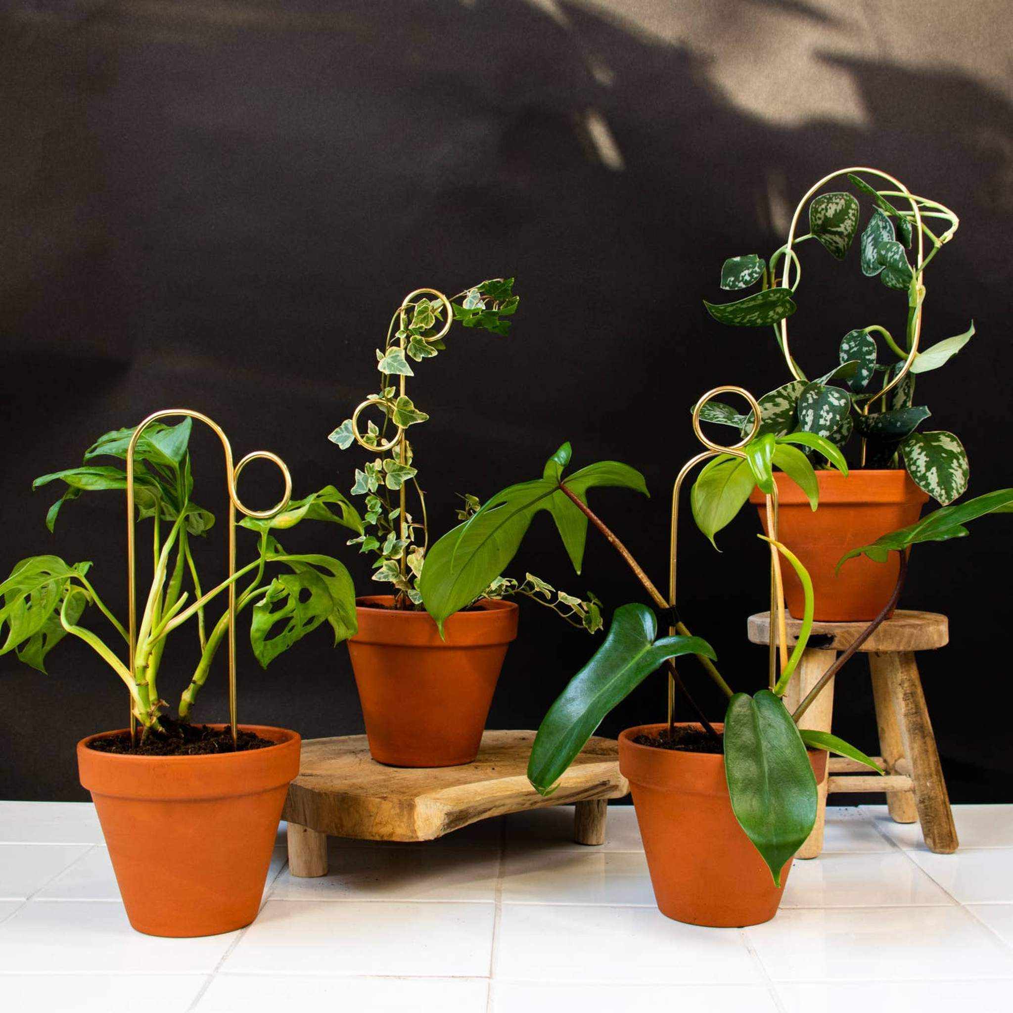 Gold Mini Plant Stake - Decorative Houseplant Support | Pompom Design