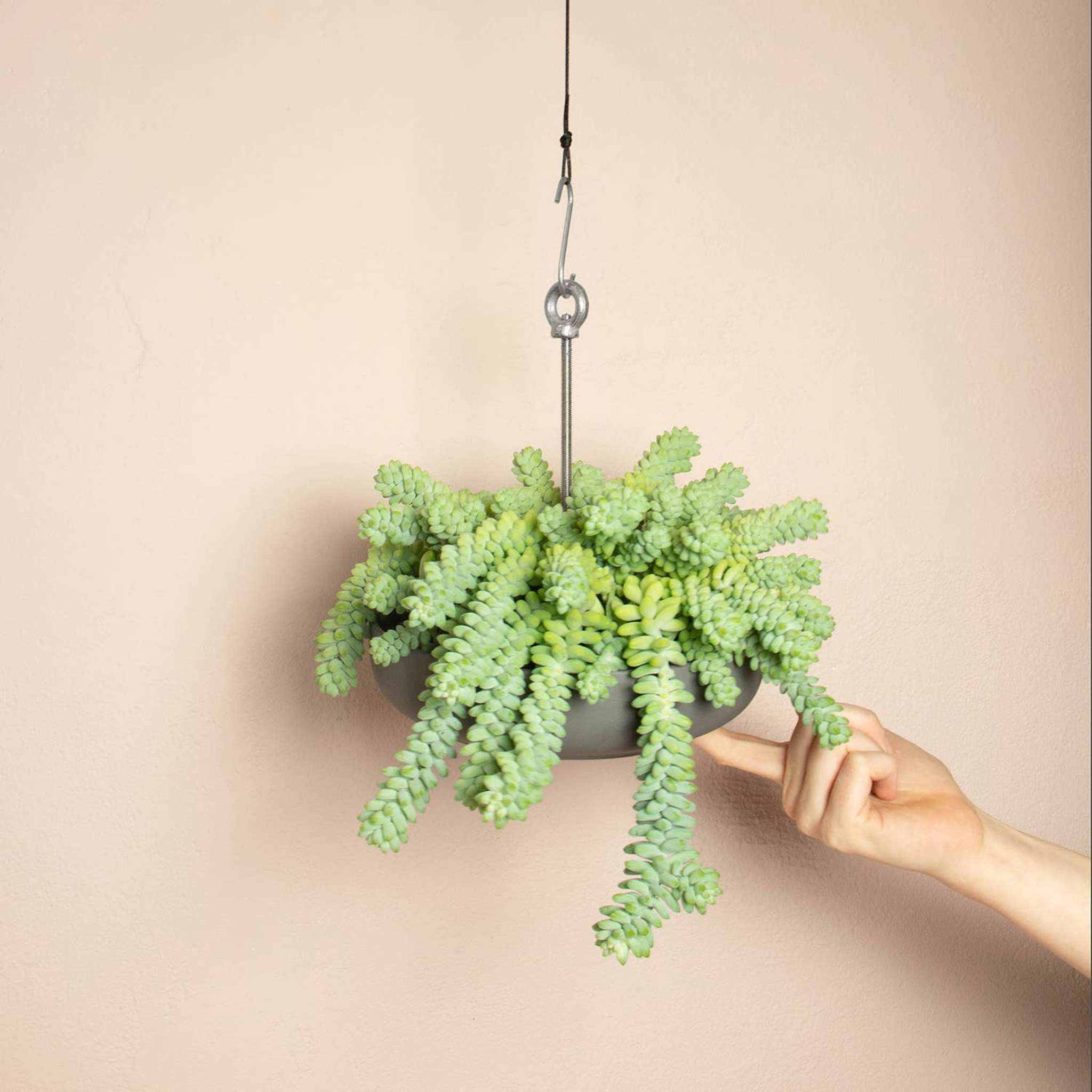 Bolty ¨C Hanging planter system for plant pots