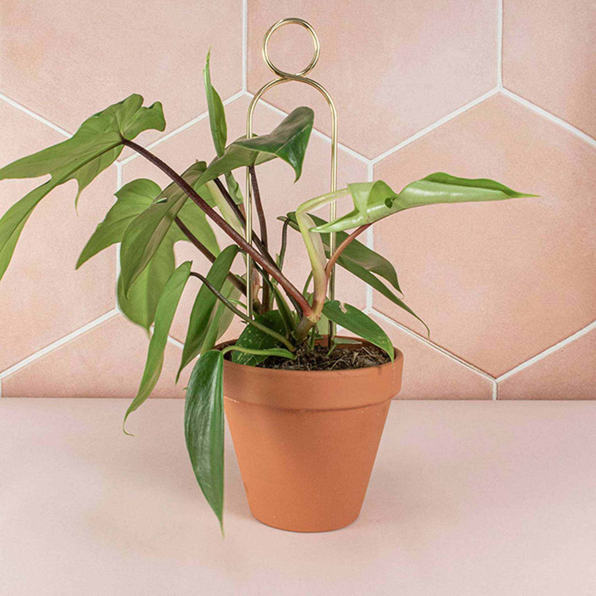 Gold Mini Plant Stake - Decorative Houseplant Support | Pompom Design