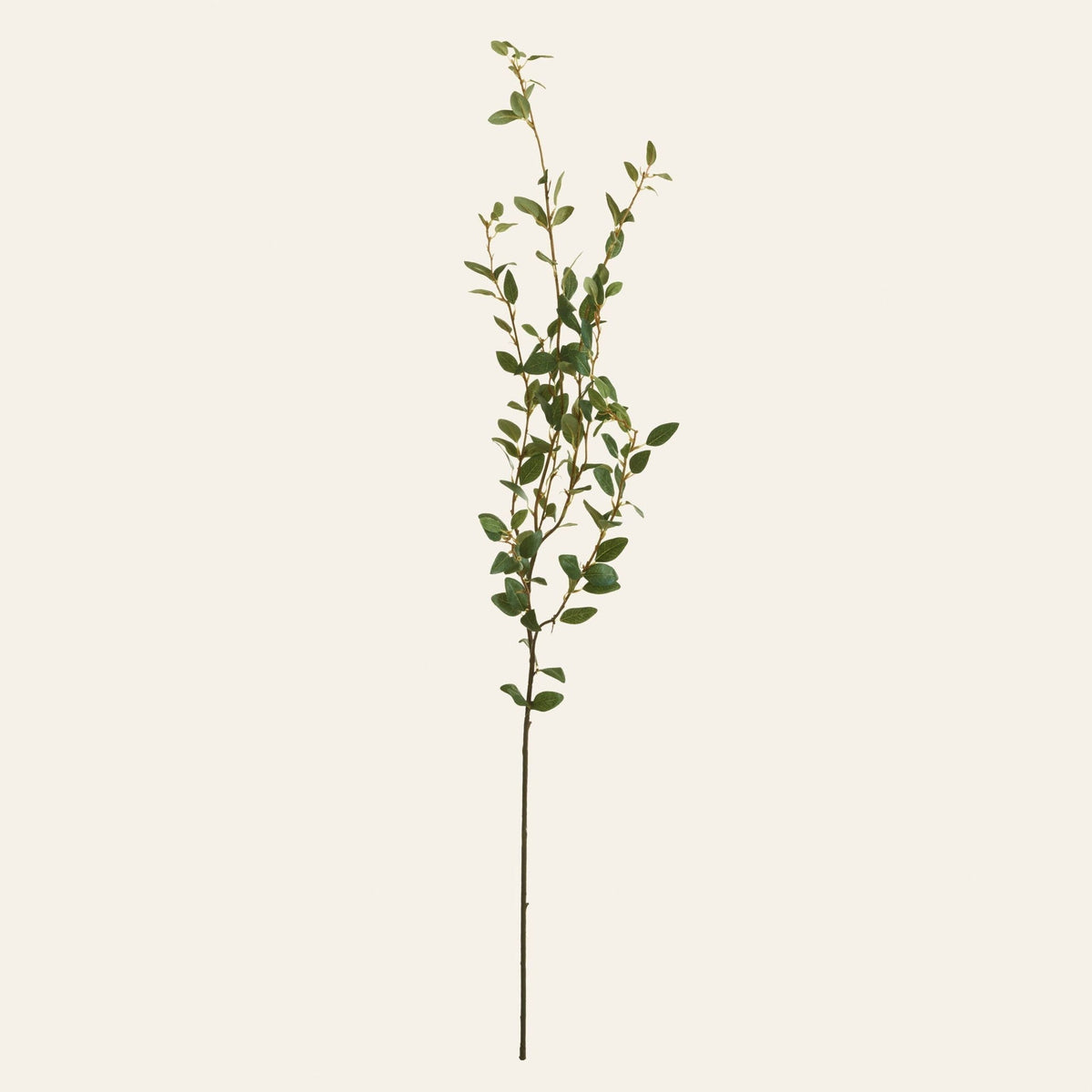 Creeping Willow Branch (Salix Repens)