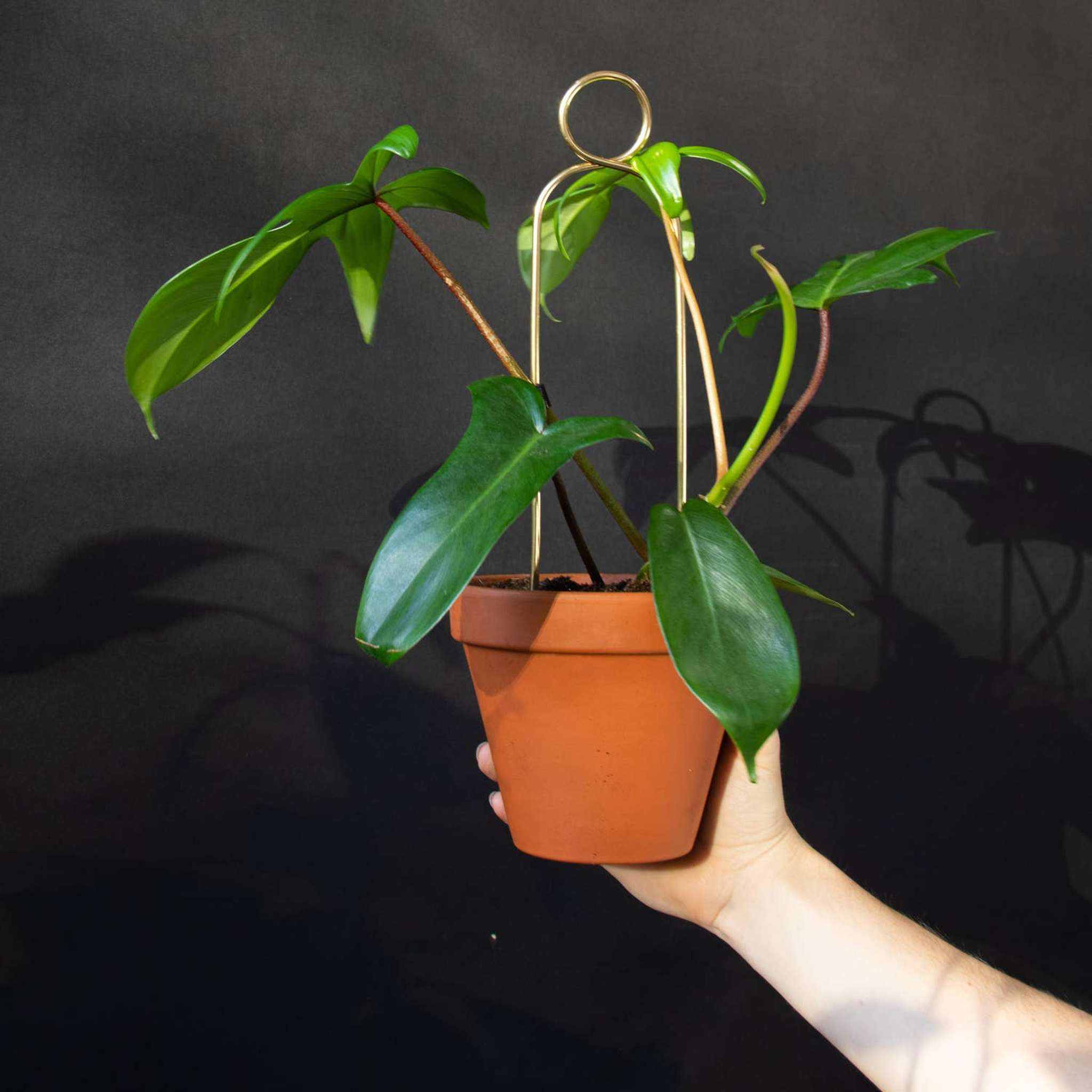 Gold Mini Plant Stake - Decorative Houseplant Support | Pompom Design