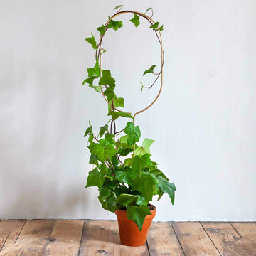 Gold Metal Plant Stake  ¨C Arch