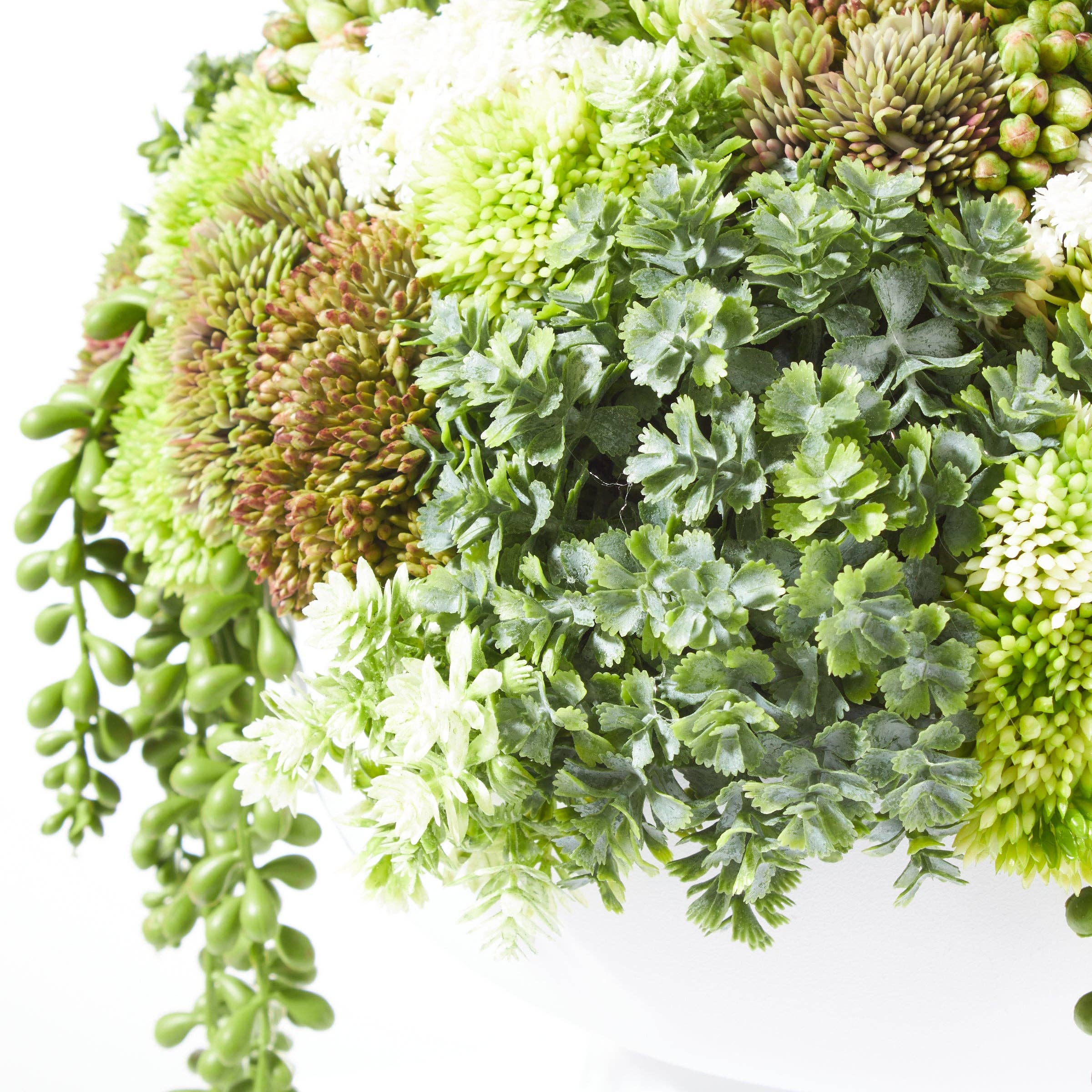 Elevate Sedum Green-White