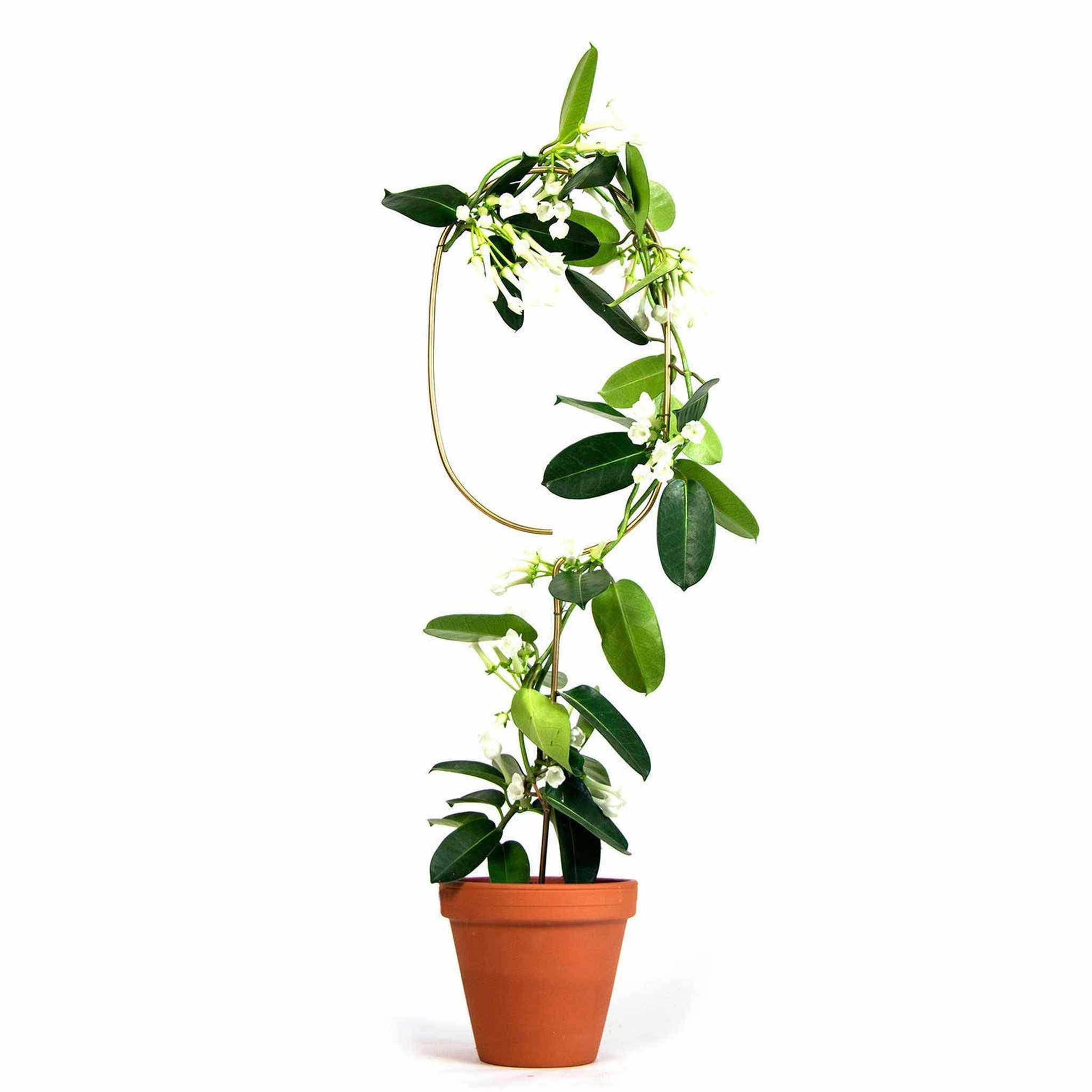 Gold Metal Plant Stake  ¨C Arch