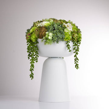 Elevate Sedum Green-White