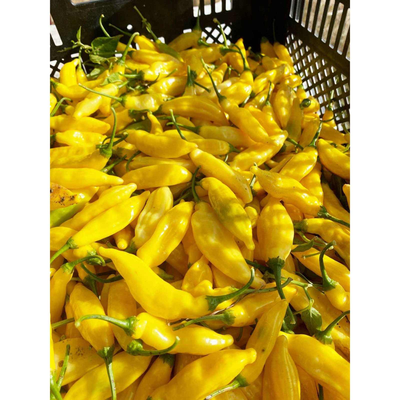 Aji Peach -2025 International Flave Award Winner