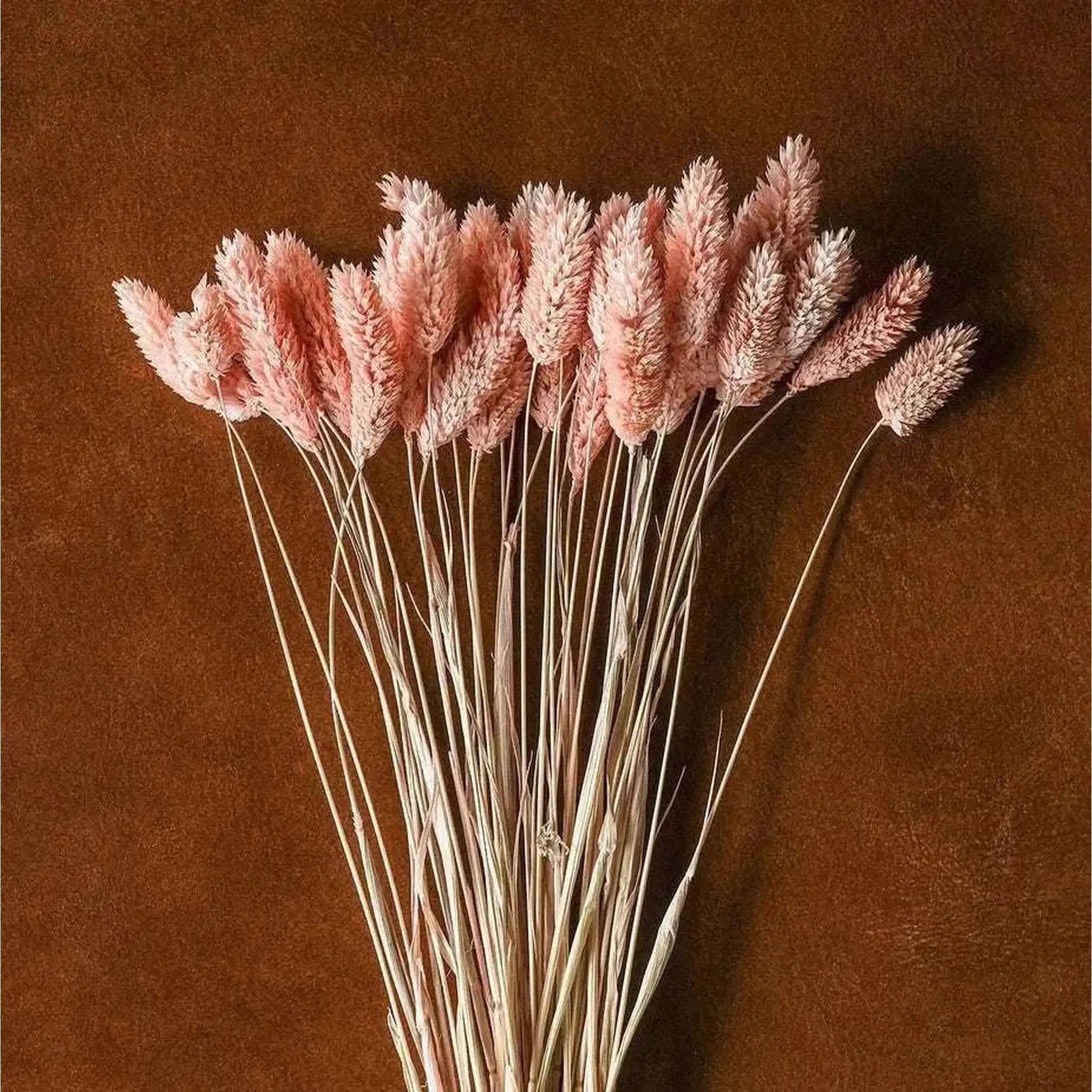 Dried Blush Floral Bouquet   Wrapped Assorted 20¡±